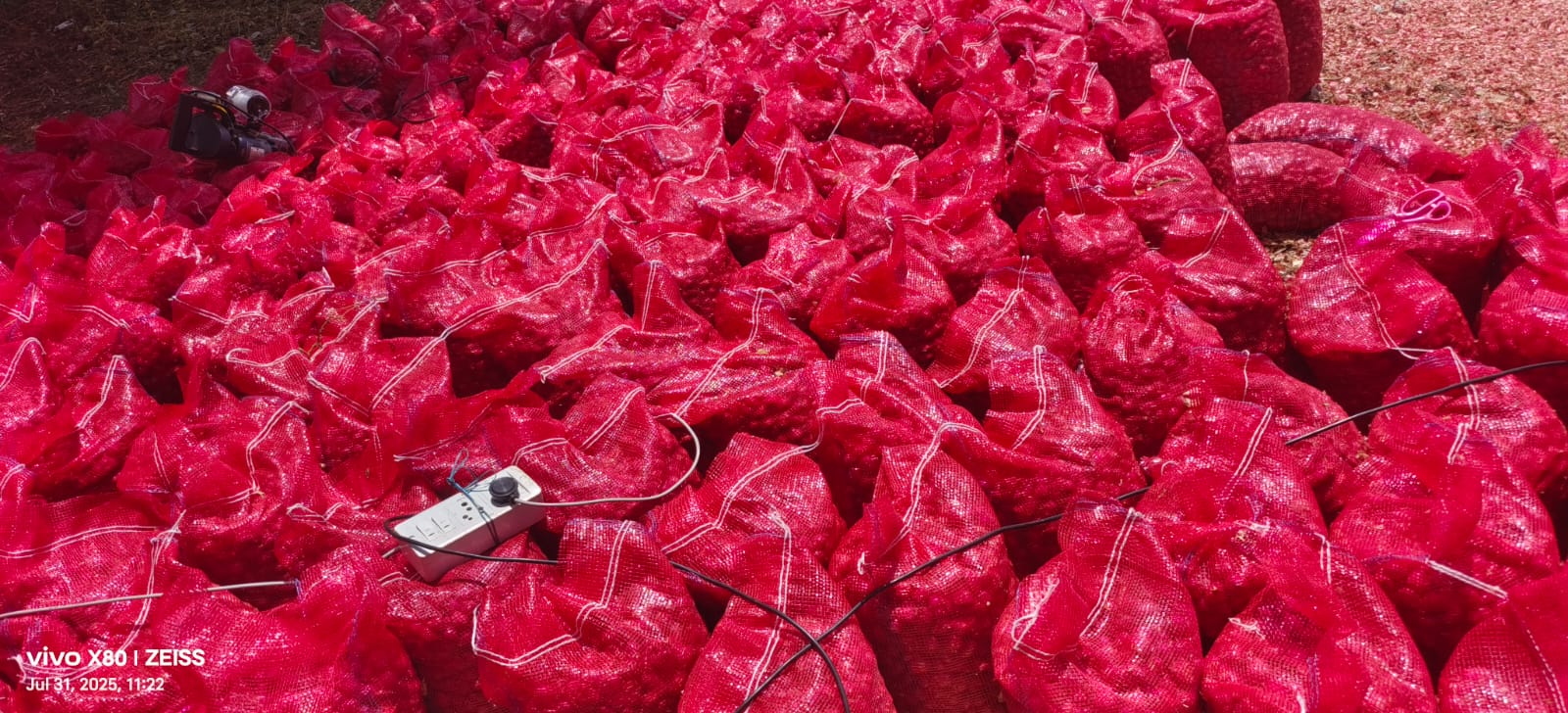 Bulk shallot red onion supply